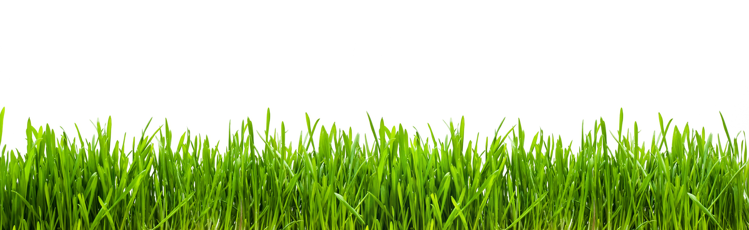 Grass